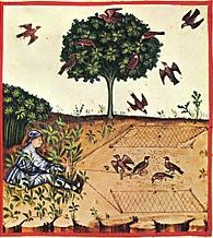 medieval bird trapping